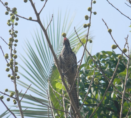 Cuckoo Female