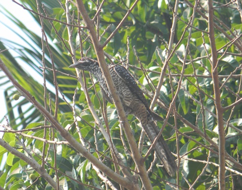 Cuckoo Female