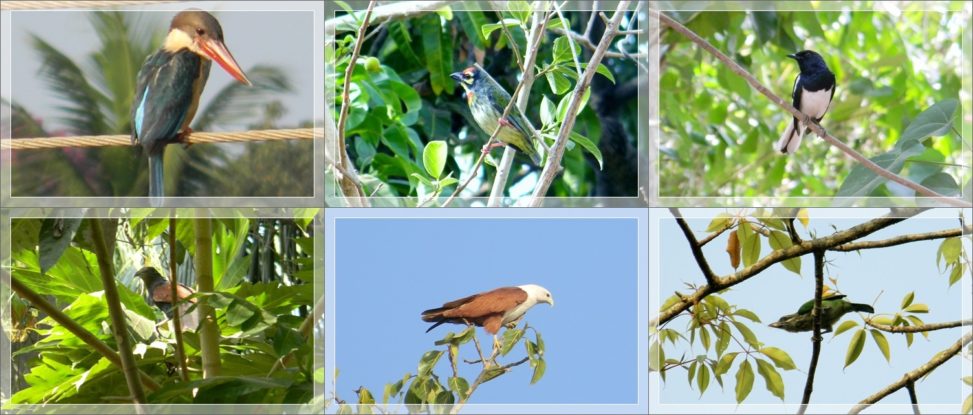 Birds of India - Part 1