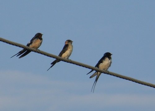 Red rumped swallows