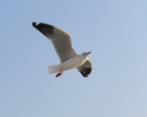 Arabian Seagull