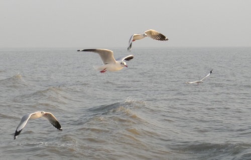 Arabian Seagulls