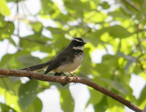 White breasted fantail