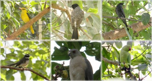 Birds of India - Part 2