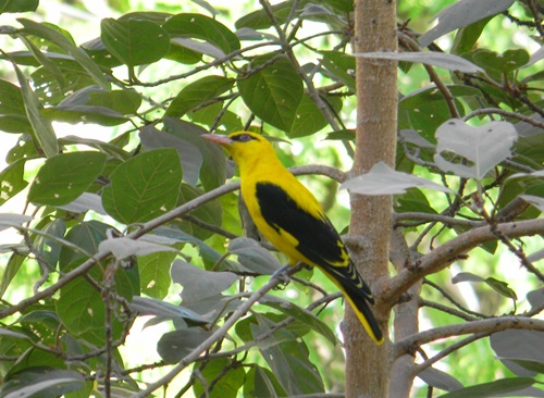 Indian Golden Oriole, Was lucky to get clear shots of a mal…