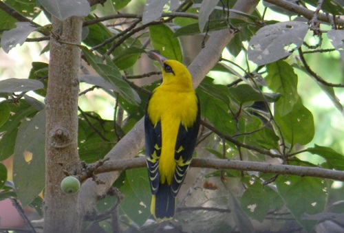 Indian Golden Oriole, Was lucky to get clear shots of a mal…