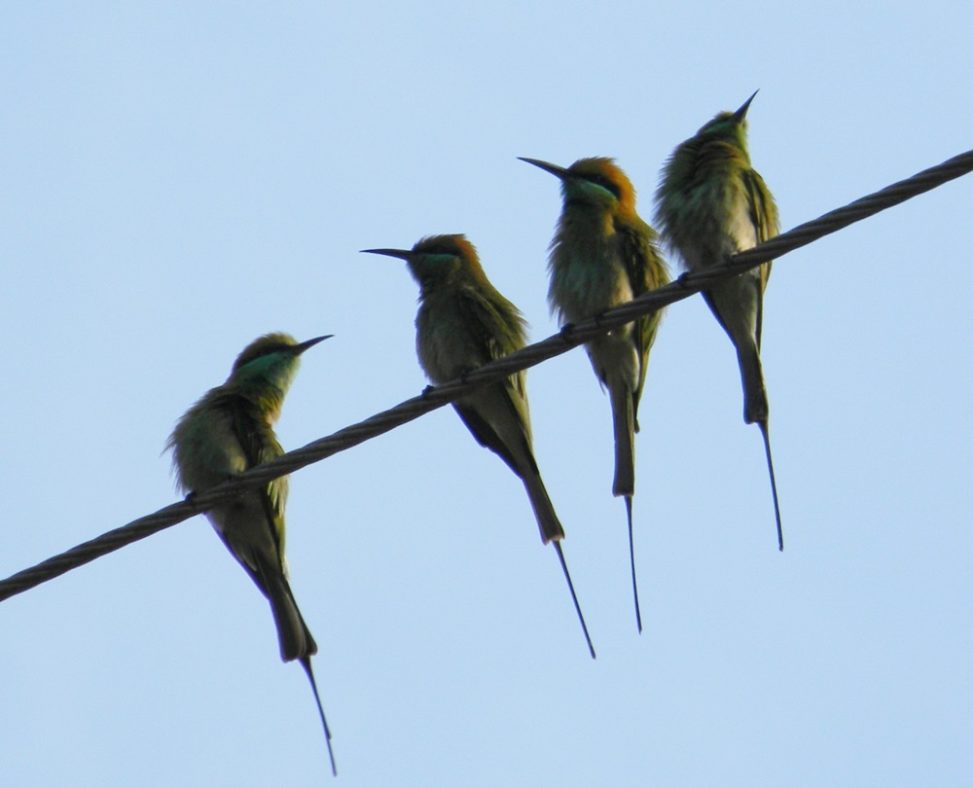 Green bee-eaters