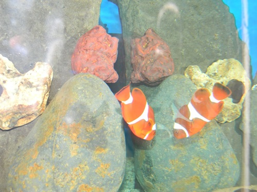 Ratnagiri Aquarium