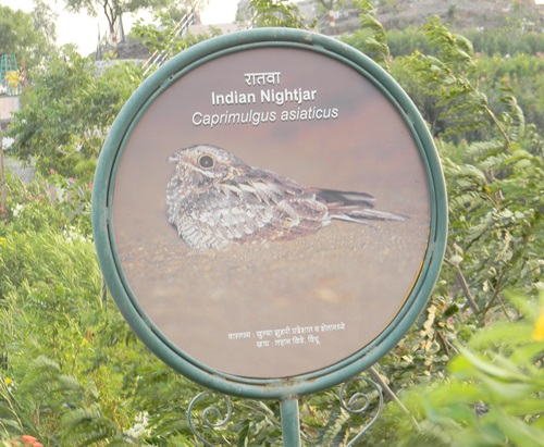 Indian Birds