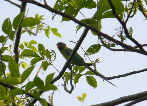Grey headed parakeet
