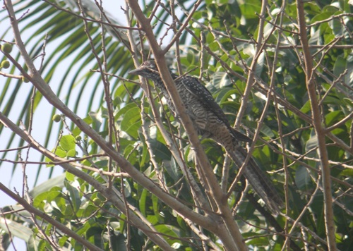 Asian Koel Female