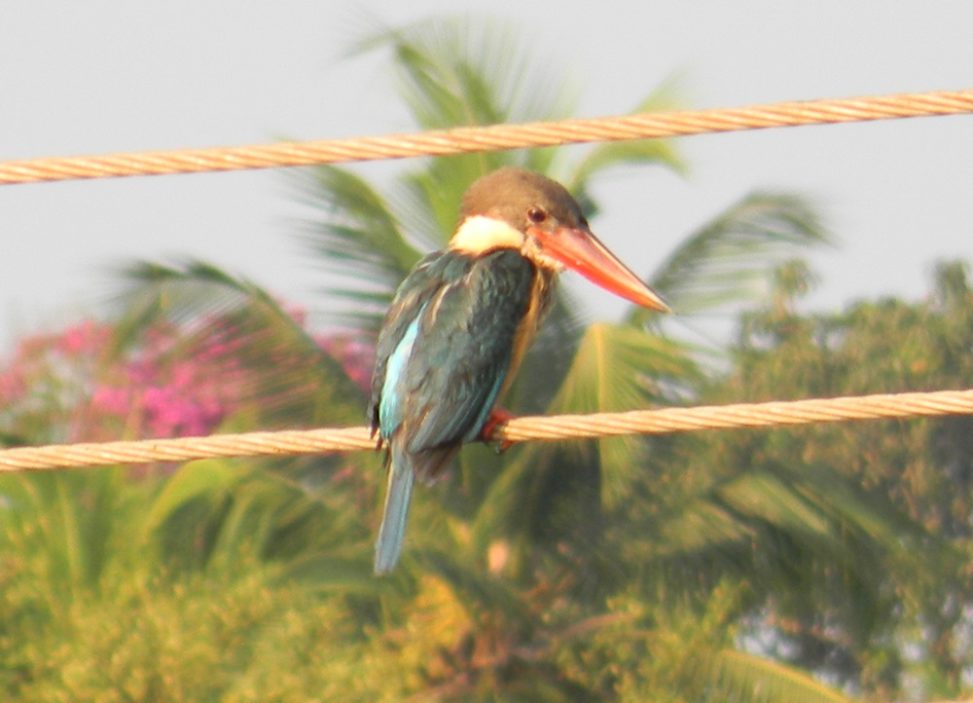 White-throated Kingfisher