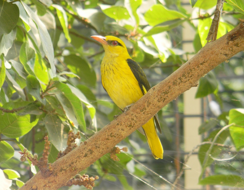 Indian Golden Oriole – My Photo Blog